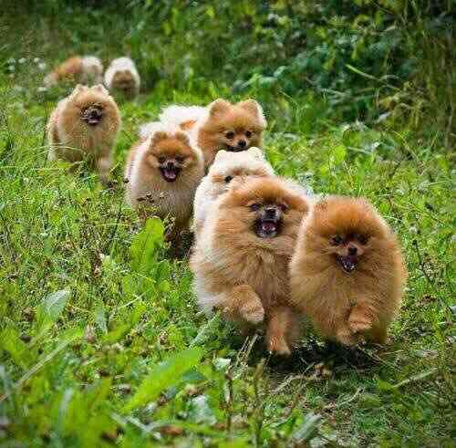 笑ってる動物の画像ください。