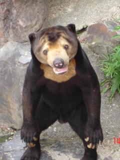 笑ってる動物の画像ください。