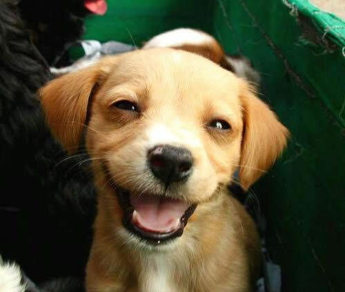笑ってる動物の画像ください。