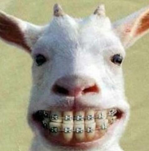 笑ってる動物の画像ください。