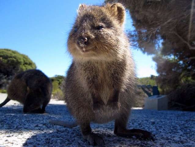笑ってる動物の画像ください。