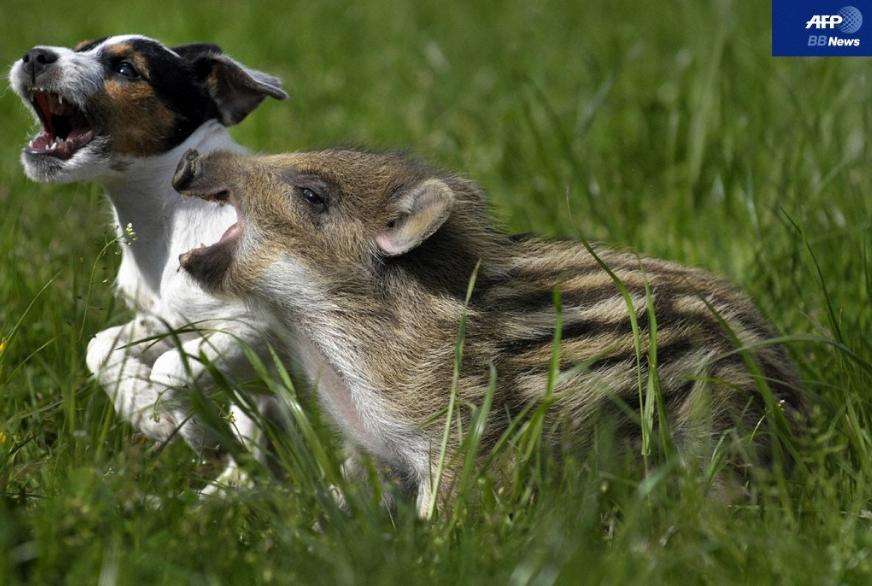 笑ってる動物の画像ください。