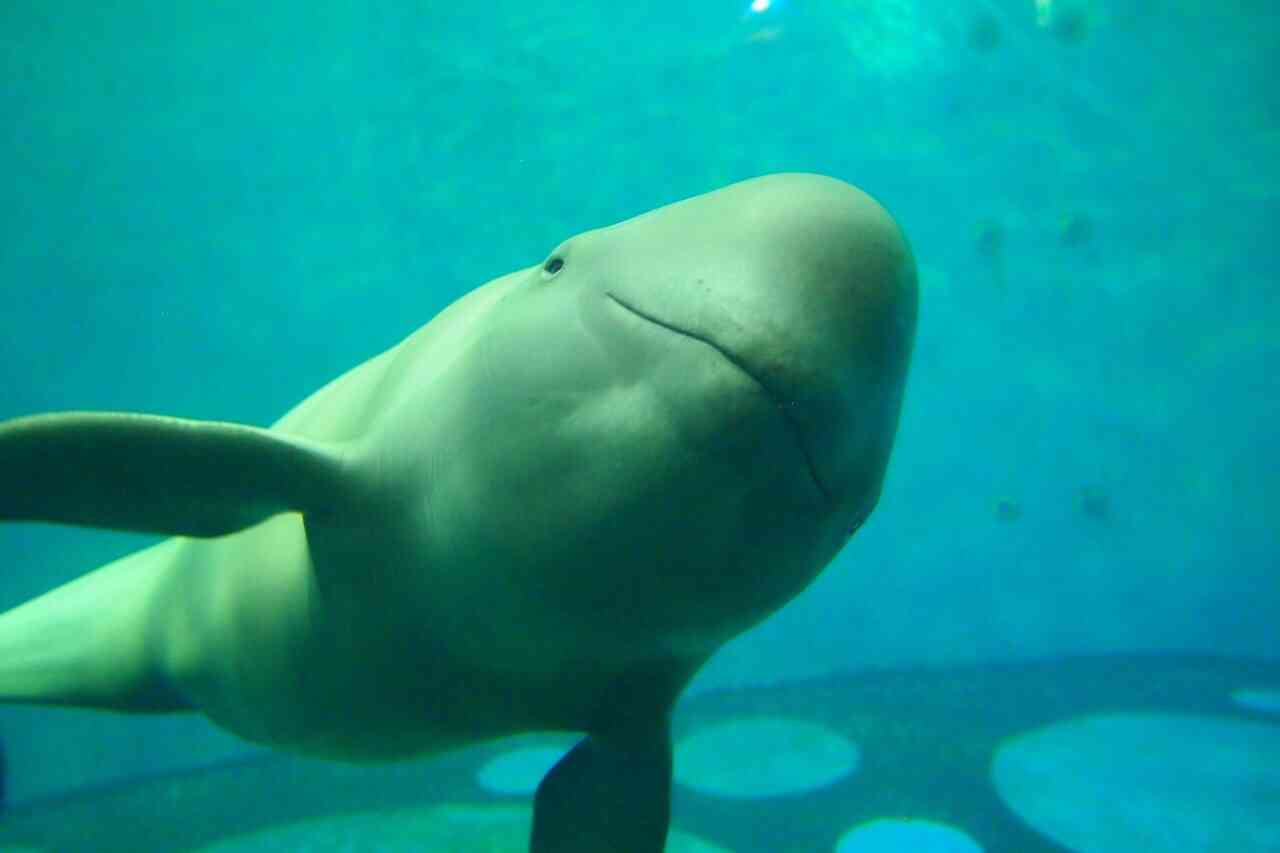 笑ってる動物の画像ください。