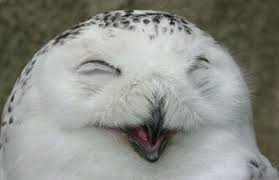 笑ってる動物の画像ください。