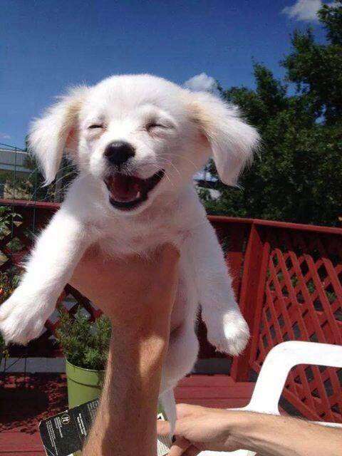 笑ってる動物の画像ください。