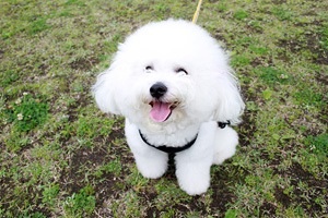 笑ってる動物の画像ください。