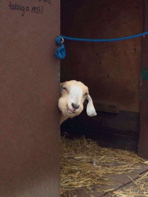笑ってる動物の画像ください。