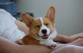 笑ってる動物の画像ください。