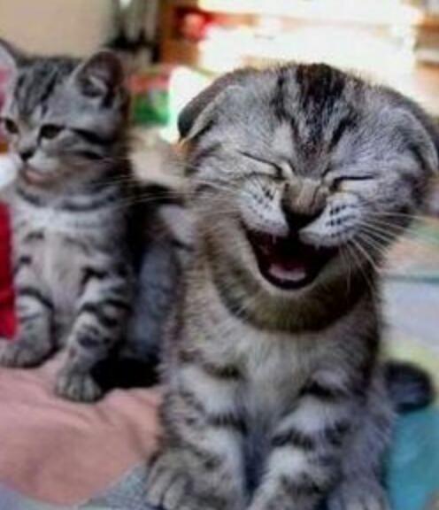 笑ってる動物の画像ください。