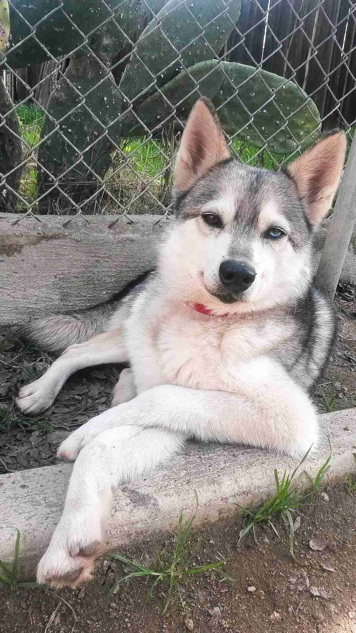 動物の人間みたいな瞬間！