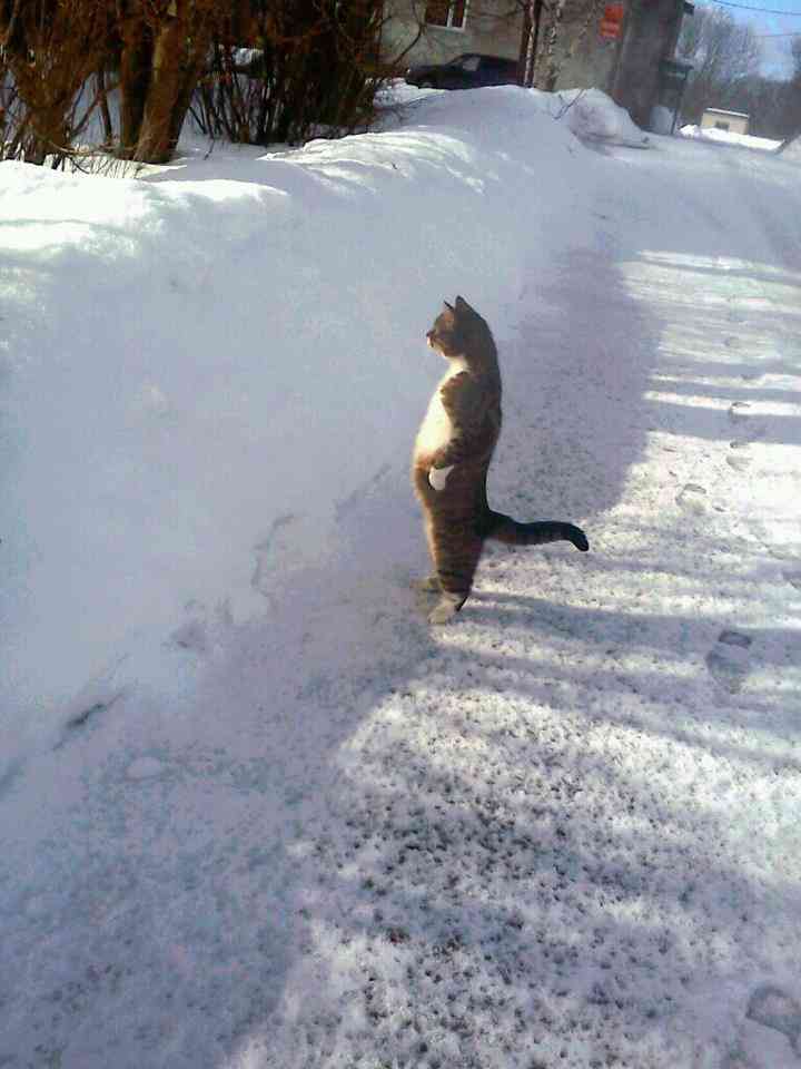 動物の人間みたいな瞬間！