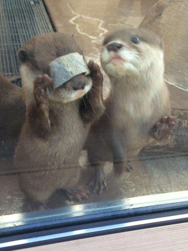 動物の人間みたいな瞬間！