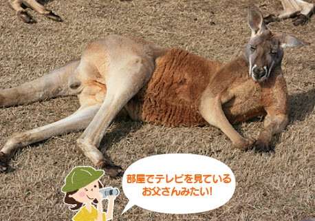 動物の人間みたいな瞬間！