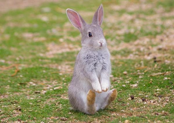 動物の人間みたいな瞬間！