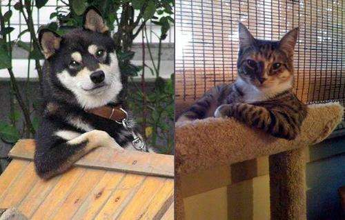 動物の人間みたいな瞬間！