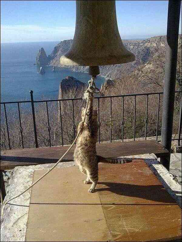 動物の人間みたいな瞬間！