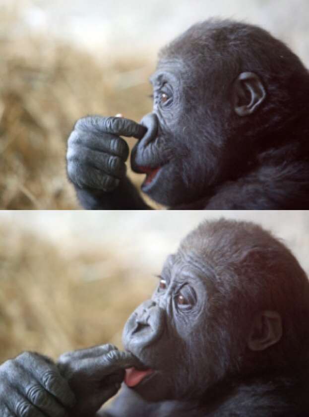 動物の人間みたいな瞬間！