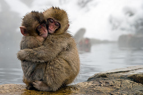 動物の人間みたいな瞬間！