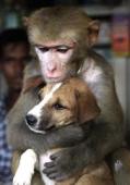 動物の人間みたいな瞬間！