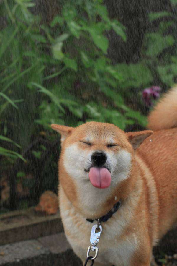 動物の人間みたいな瞬間！