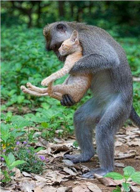 動物の人間みたいな瞬間！