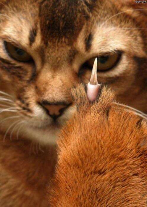 動物の人間みたいな瞬間！
