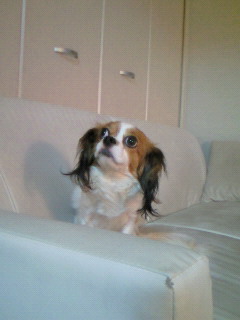 野良犬がいたら保護しますか
