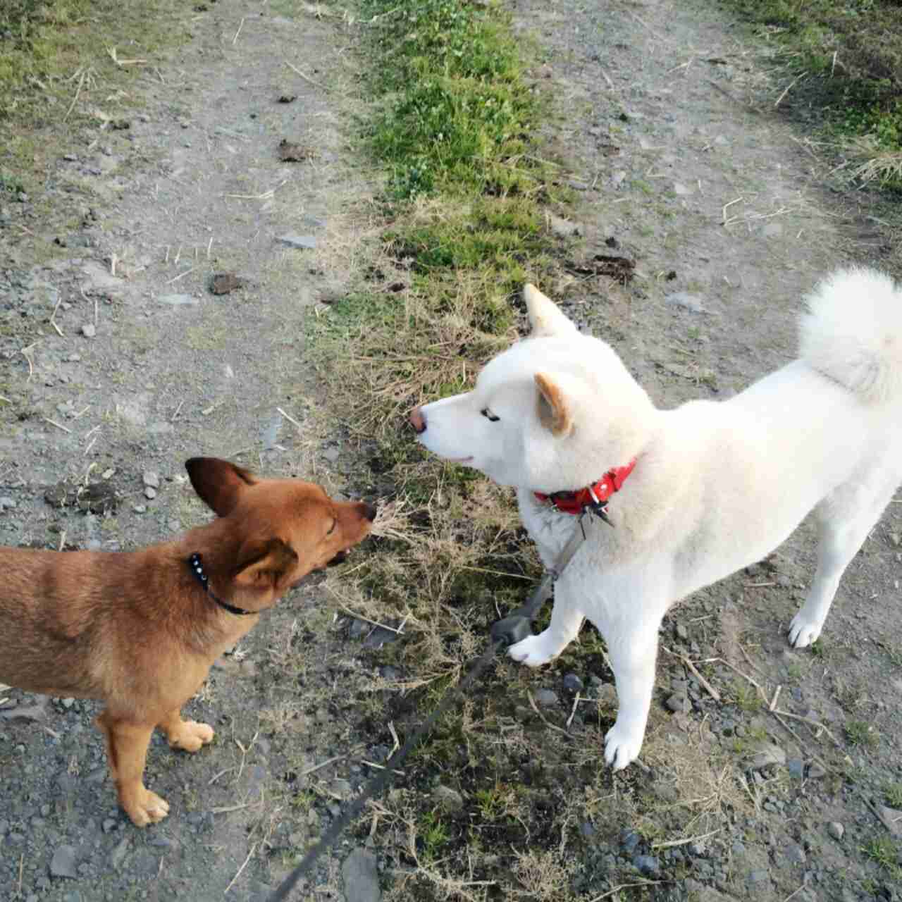 野良犬がいたら保護しますか