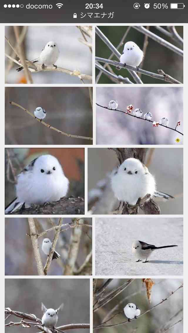 最近保存した画像載せてください!