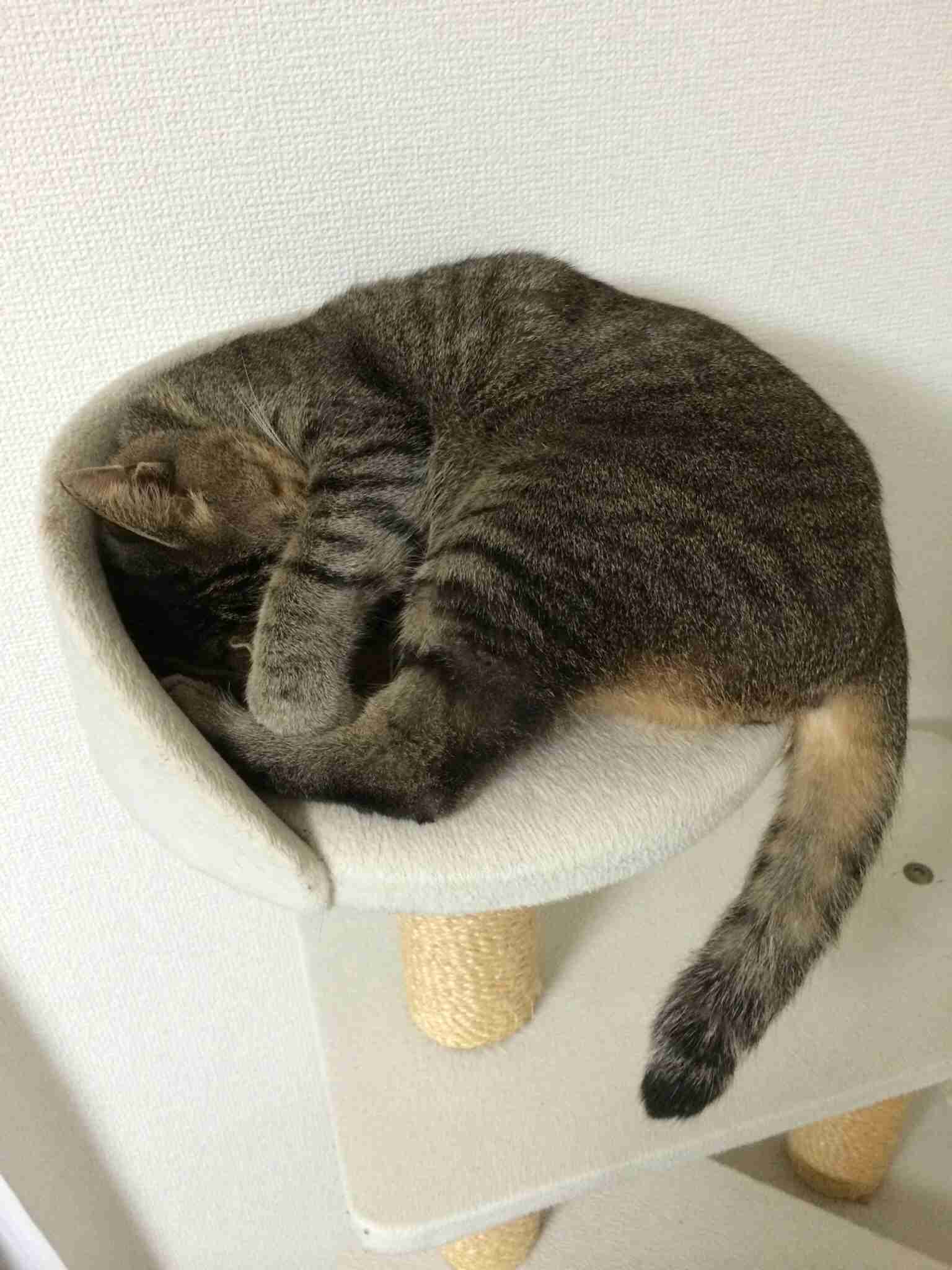 最近保存した画像載せてください!