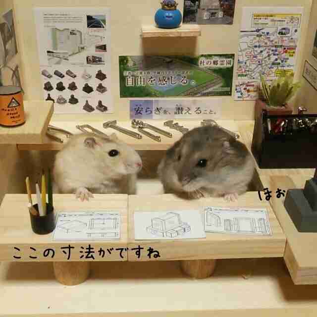 最近保存した画像載せてください!