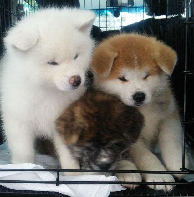 最近保存した画像載せてください!
