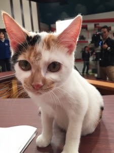 最近保存した画像載せてください!