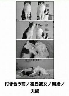 最近保存した画像載せてください!