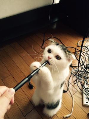 最近保存した画像載せてください!