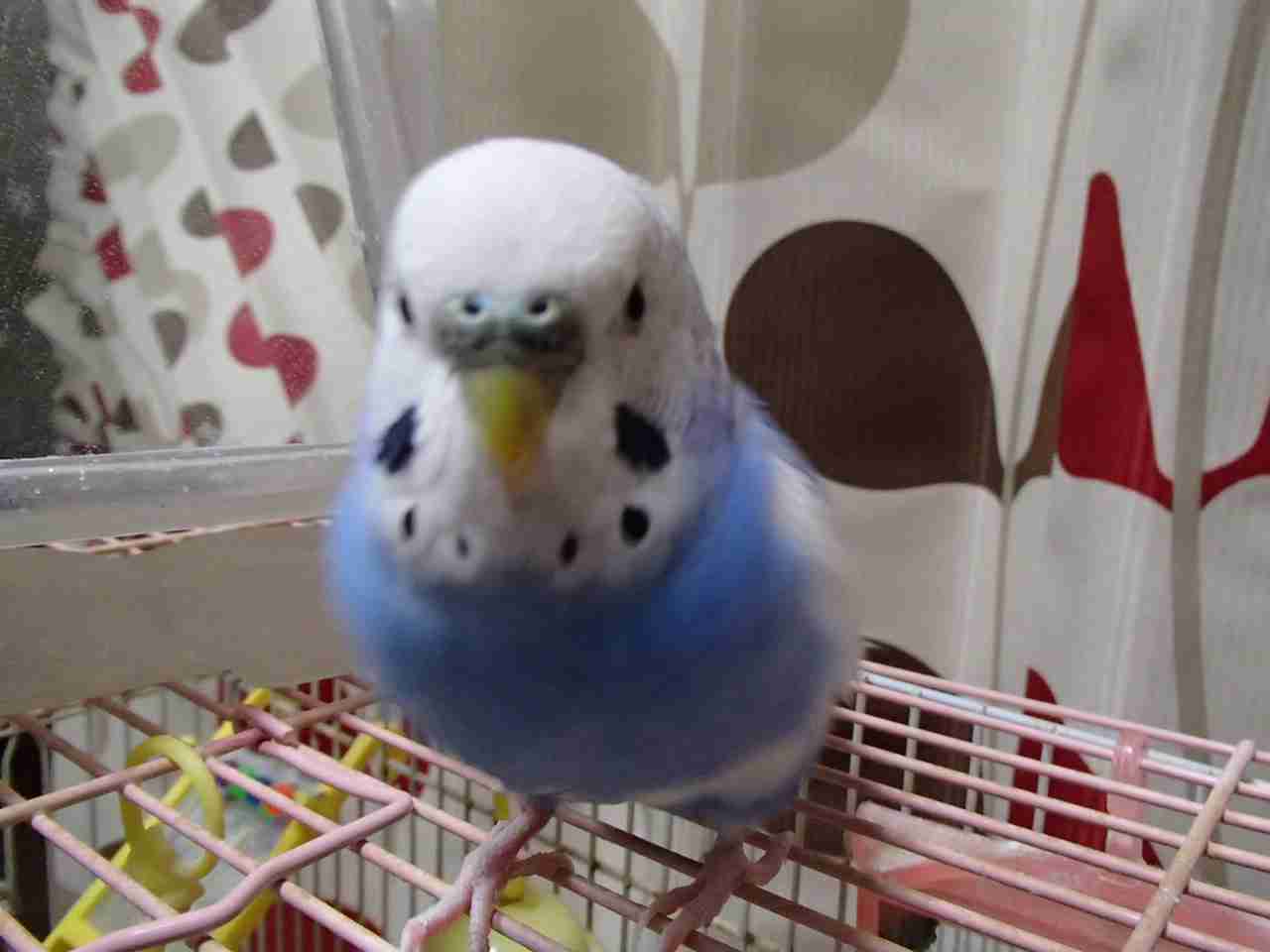 こんな時だからこそ心休まる画像を…