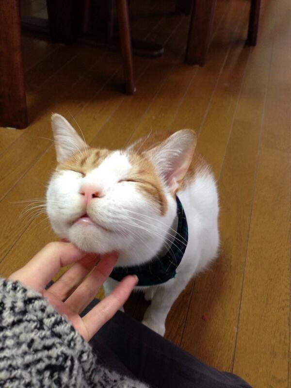 こんな時だからこそ心休まる画像を…