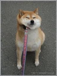 こんな時だからこそ心休まる画像を…