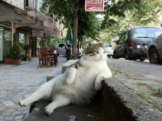こんな時だからこそ心休まる画像を…