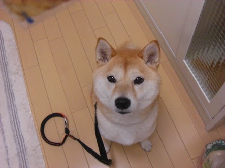 理想の目をしてる芸能人