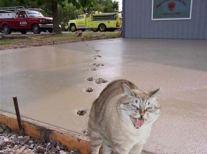 ( ̄▽ ̄)ニヤリとする画像ください