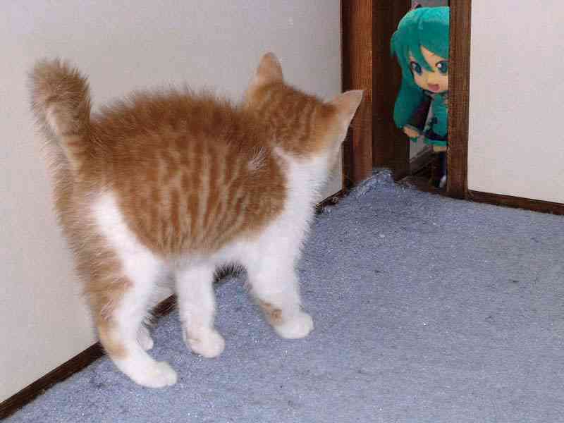 ( ̄▽ ̄)ニヤリとする画像ください