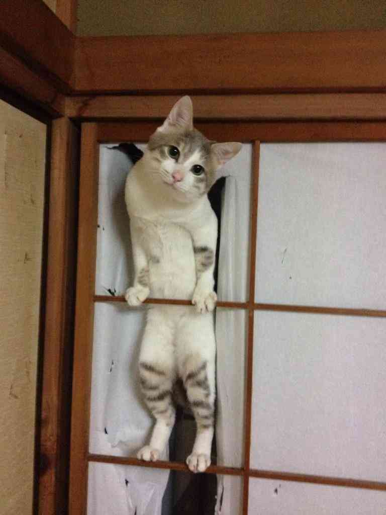 わざとでしょ？と思う画像