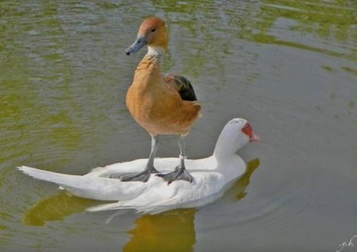 わざとでしょ？と思う画像