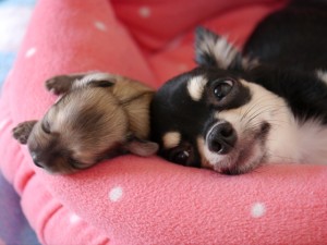 ちょっと元気が出る画像
