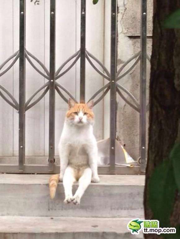 【ネコの家】“ひとりぼっち” になってもお守りします…… / 飼い主を亡くした高齢ネコ向け『老ネコホーム』が心強い！平均ネコ年齢は10～20才ニャ!!