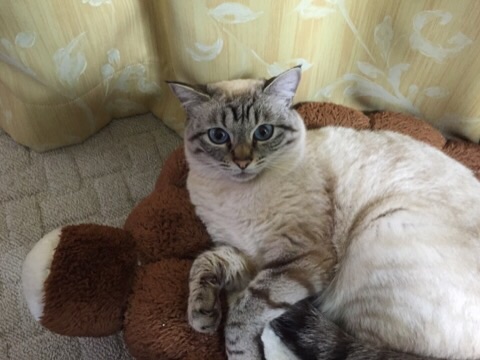 【ネコの家】“ひとりぼっち” になってもお守りします…… / 飼い主を亡くした高齢ネコ向け『老ネコホーム』が心強い！平均ネコ年齢は10～20才ニャ!!