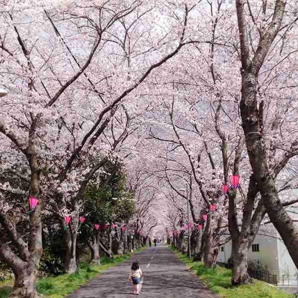 あなたの街の「桜の名所」、、、