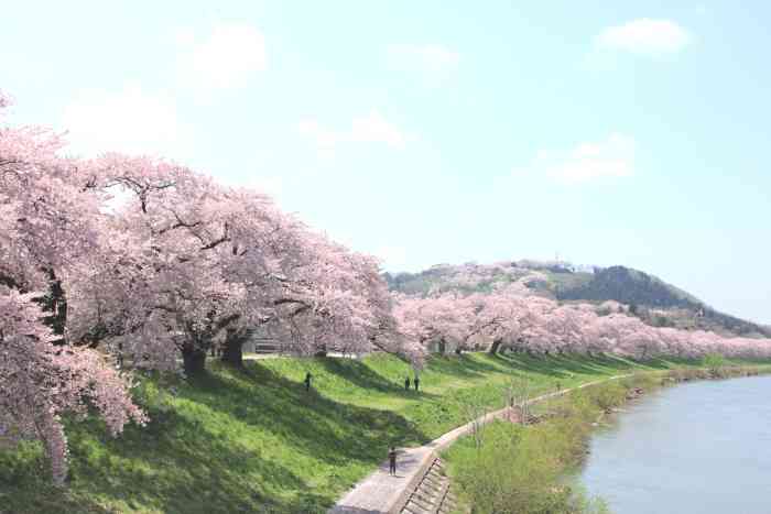 あなたの街の「桜の名所」、、、