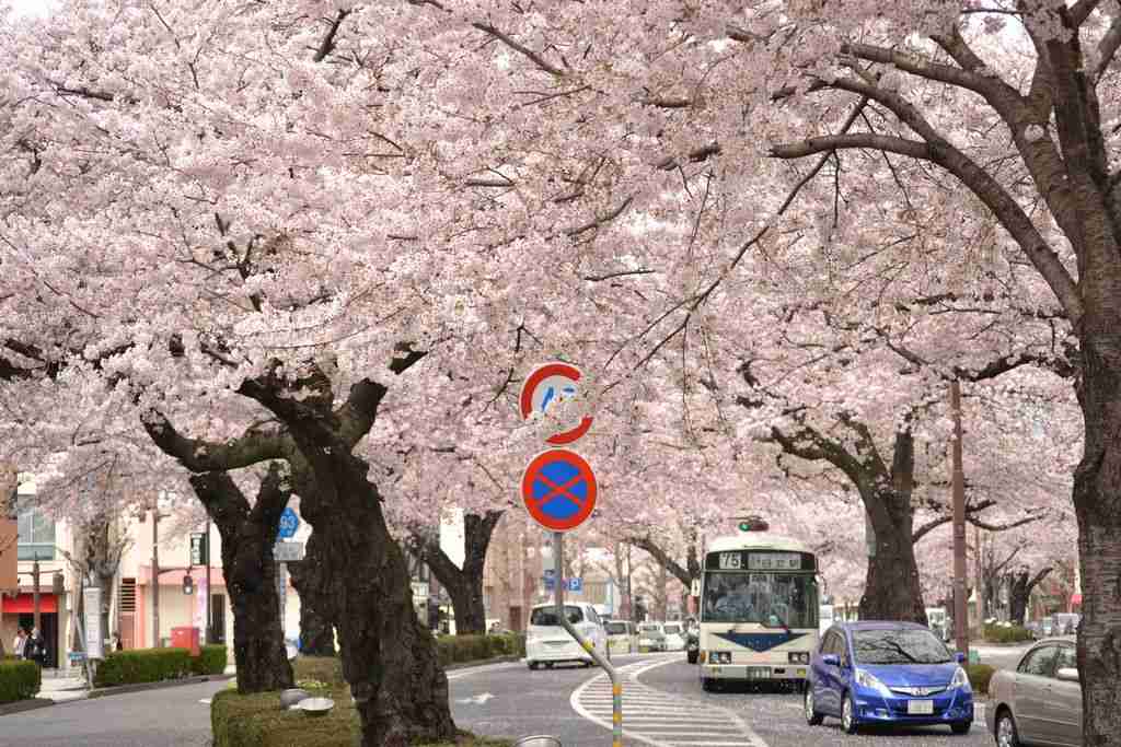 あなたの街の「桜の名所」、、、
